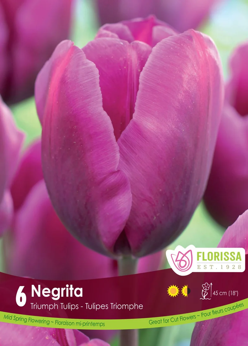 Tulipe Negrita ( Tulipa )