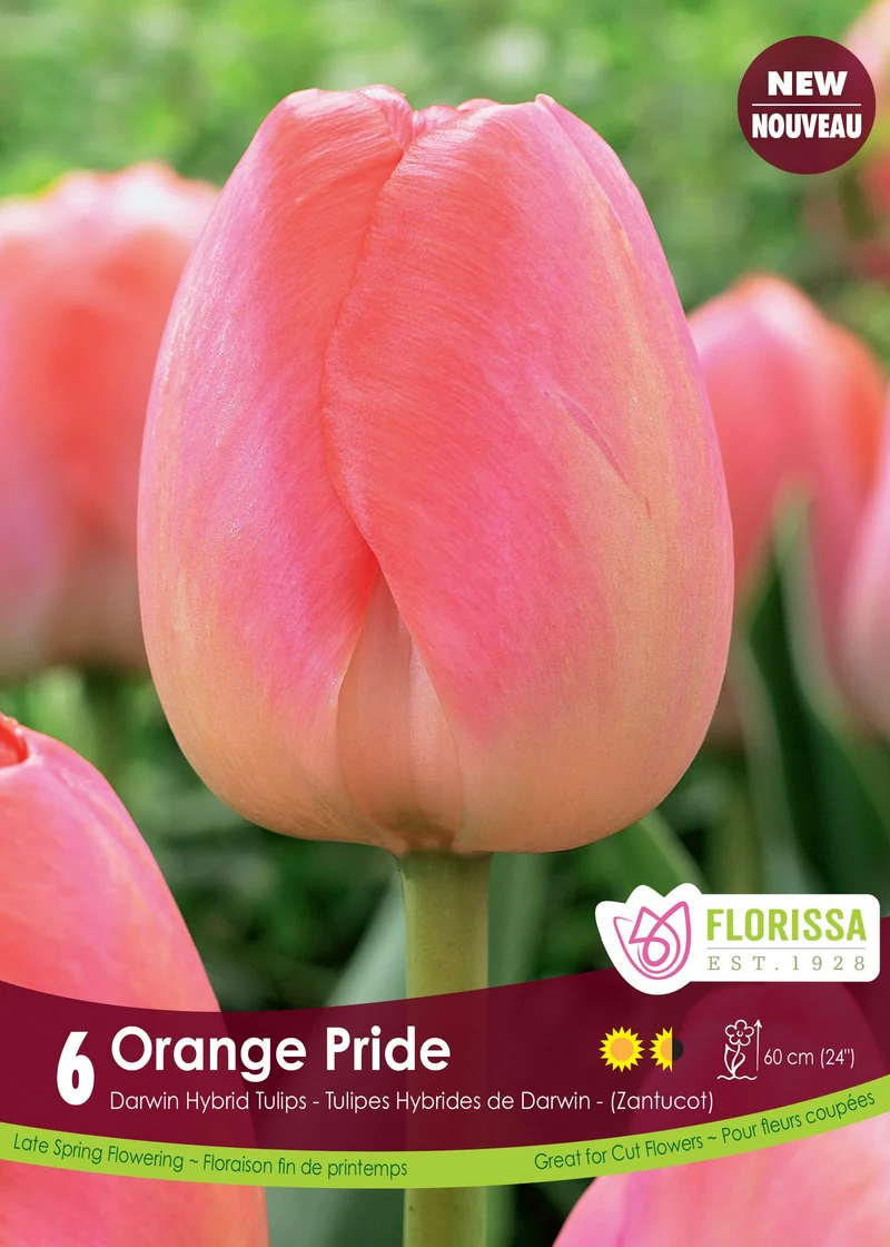 Tulipe Orange Pride ( Tulipa )