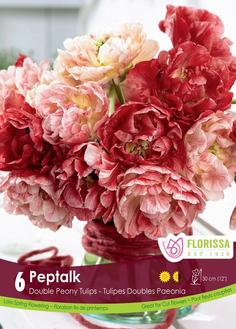 Tulipe PepTalk ( Tulipa )