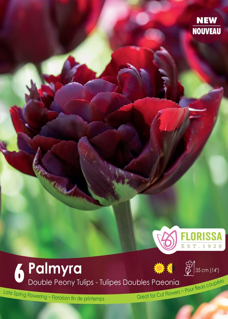 Tulipe Palmyra ( Tulipa )