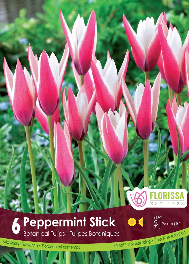 Tulipe Peppermint Stick ( Tulipa )