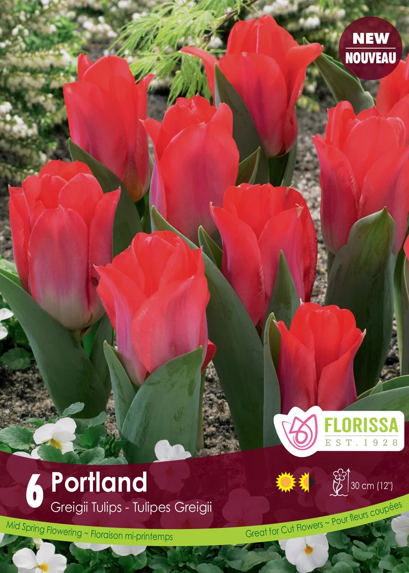Tulipe Portland ( Tulipa )