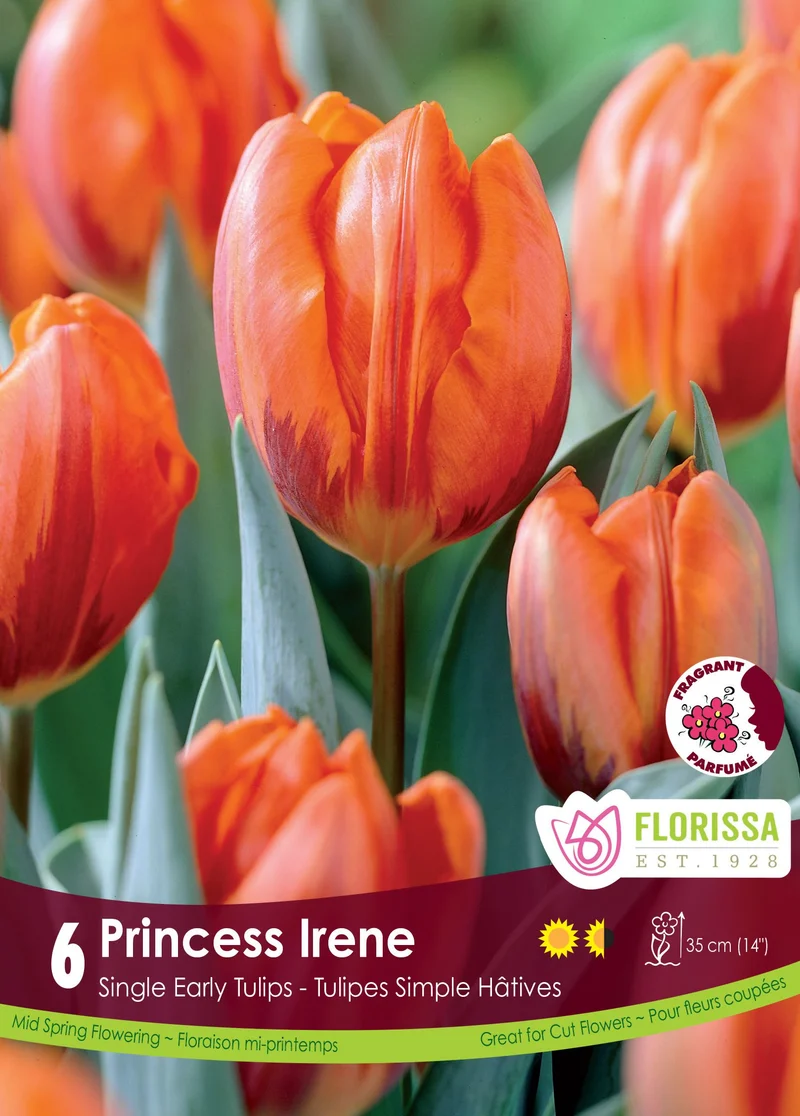 Tulipe Princess Irene ( Tulipa )