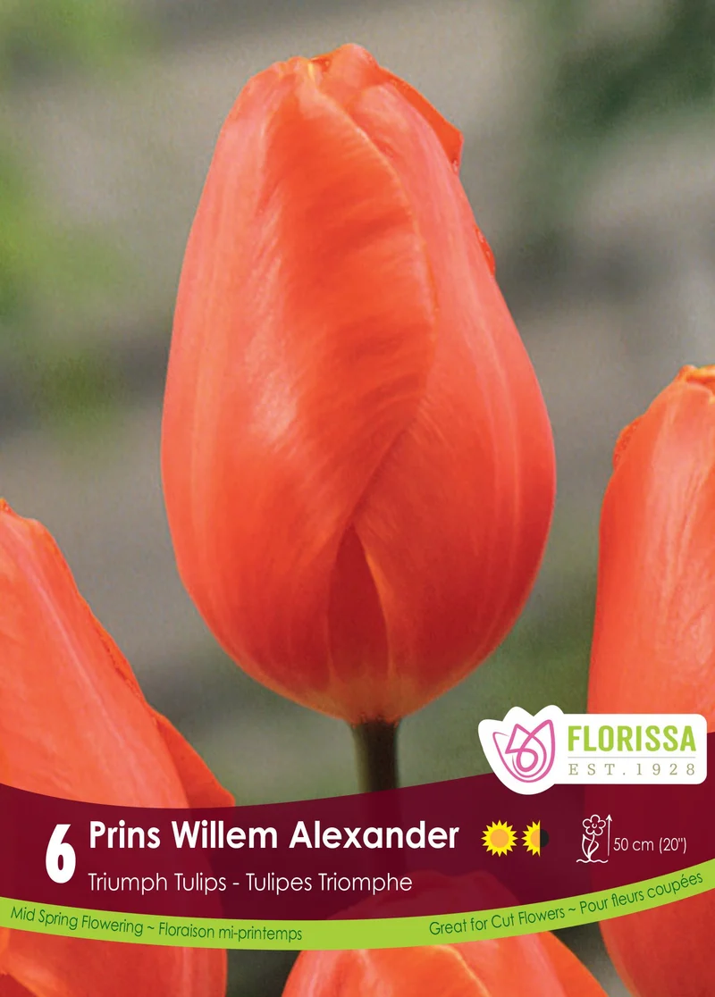 Tulipe Prins Willem Alexander ( Tulipa )