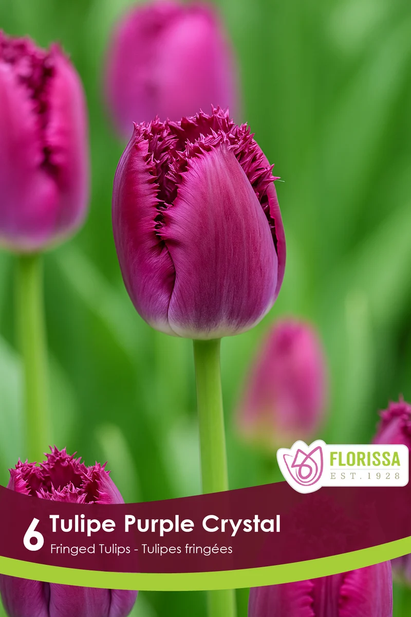 Tulipe Purple Crystal ( Tulipa )