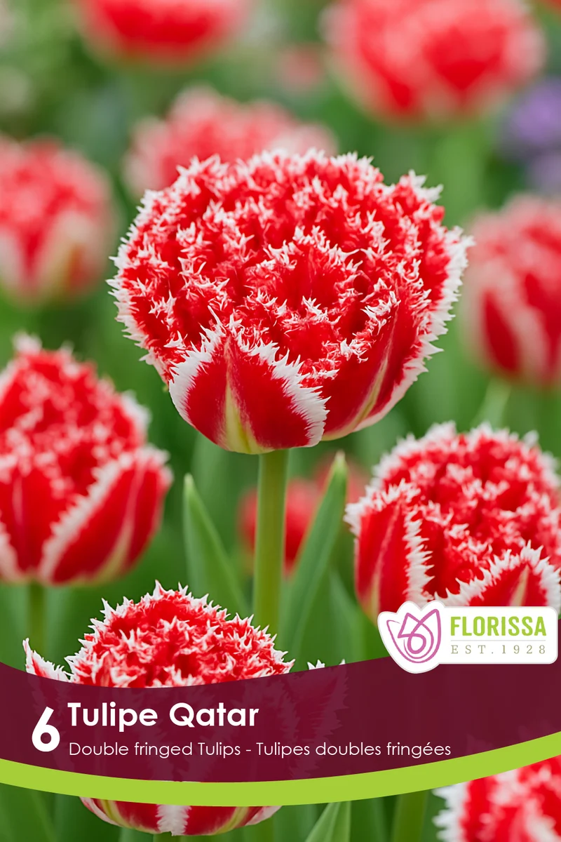 Tulipe Qatar ( Tulipa )