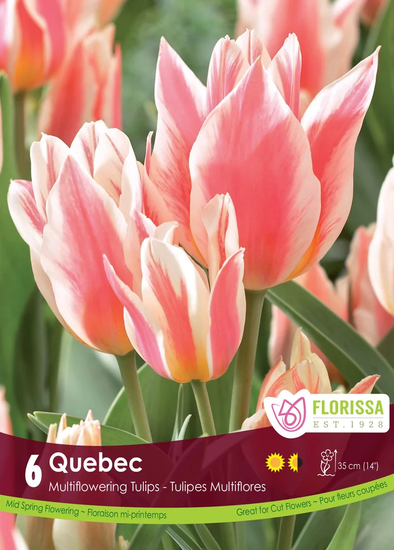 Tulipe Québec ( Tulipa )