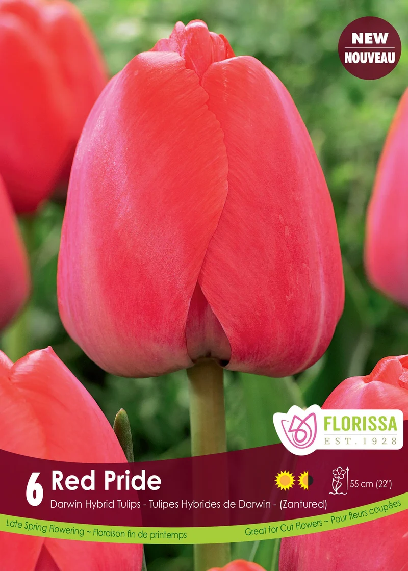 Tulipe Red Pride ( Tulipa )