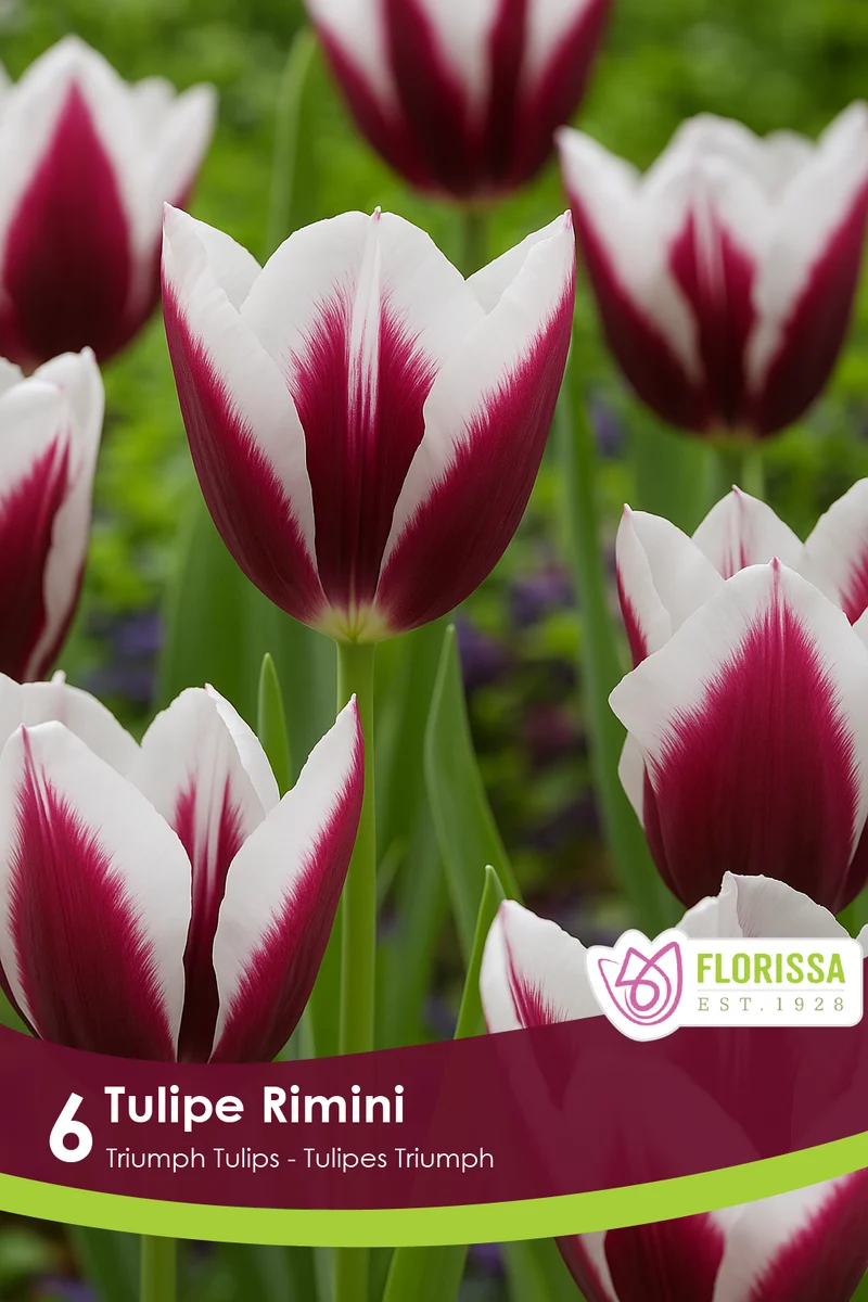 Tulipe Rimini ( Tulipa )