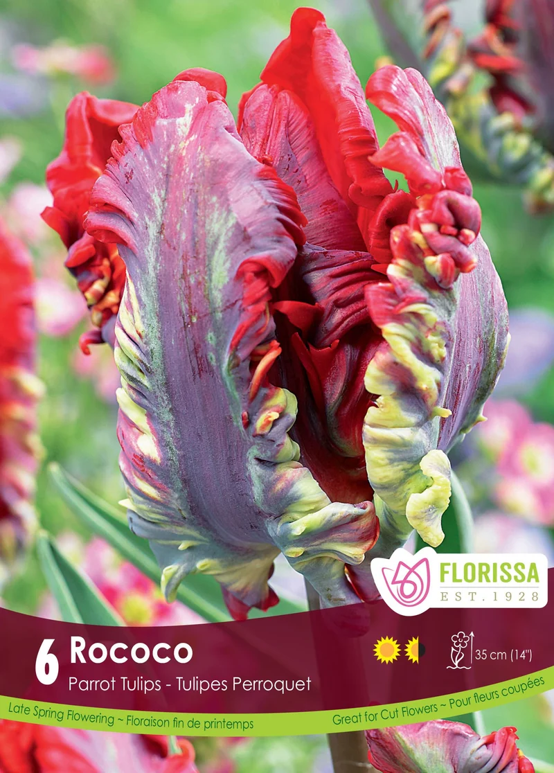 Tulipe Rococo ( Tulipa )