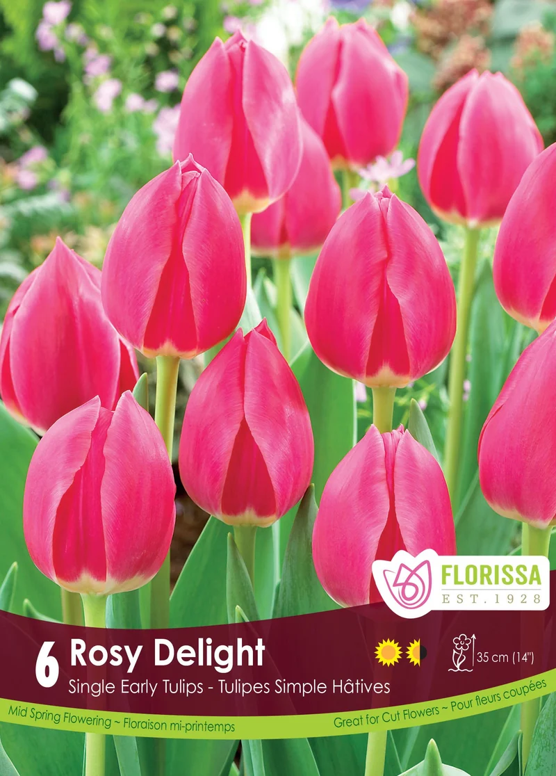 Tulipe Rosy Delight ( Tulipa )