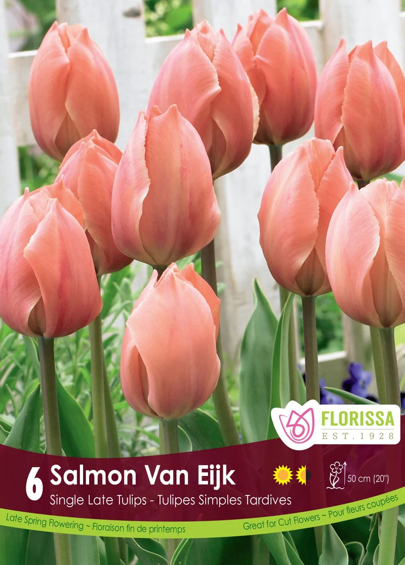 Tulipe Salmon Van Eijk ( Tulipa )