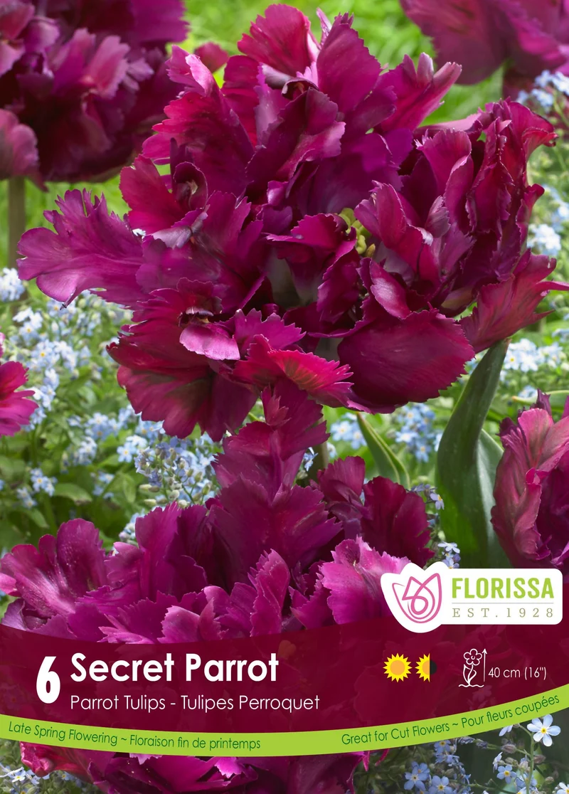 Tulipe Secret Parrot ( Tulipa )