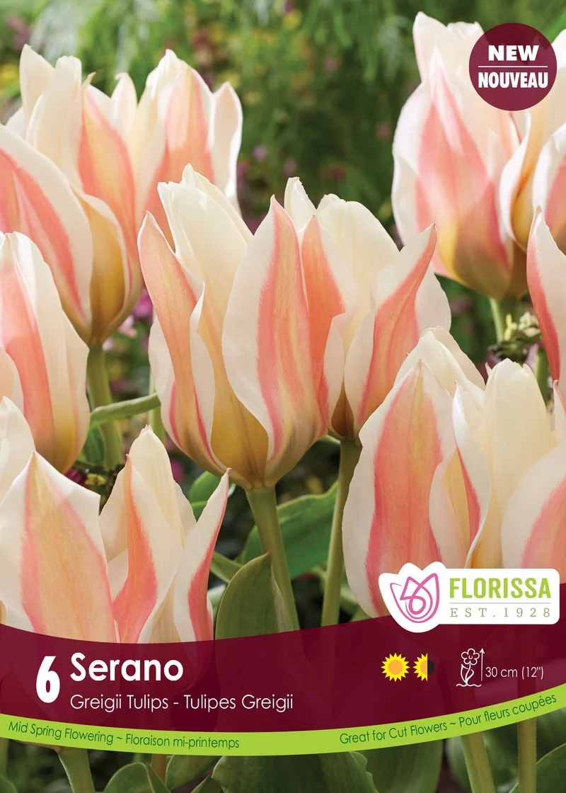 Tulipe Serano ( Tulipa )