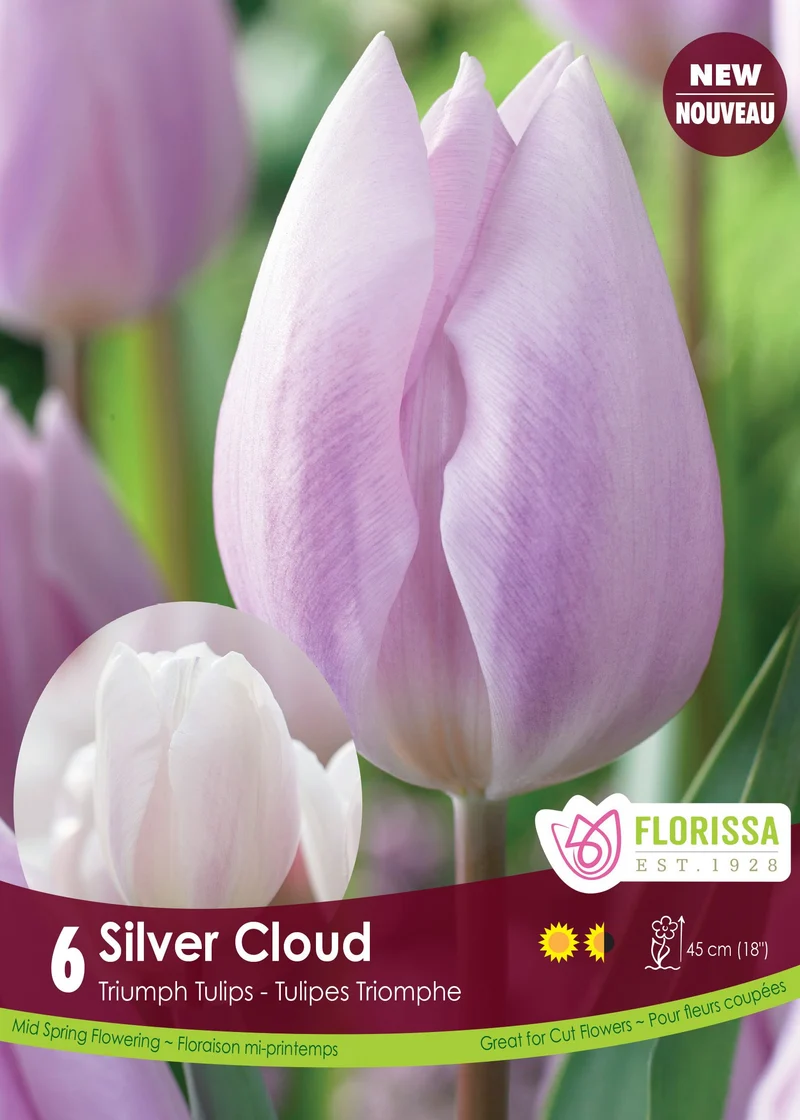 Tulipe Silver Cloud ( Tulipa )