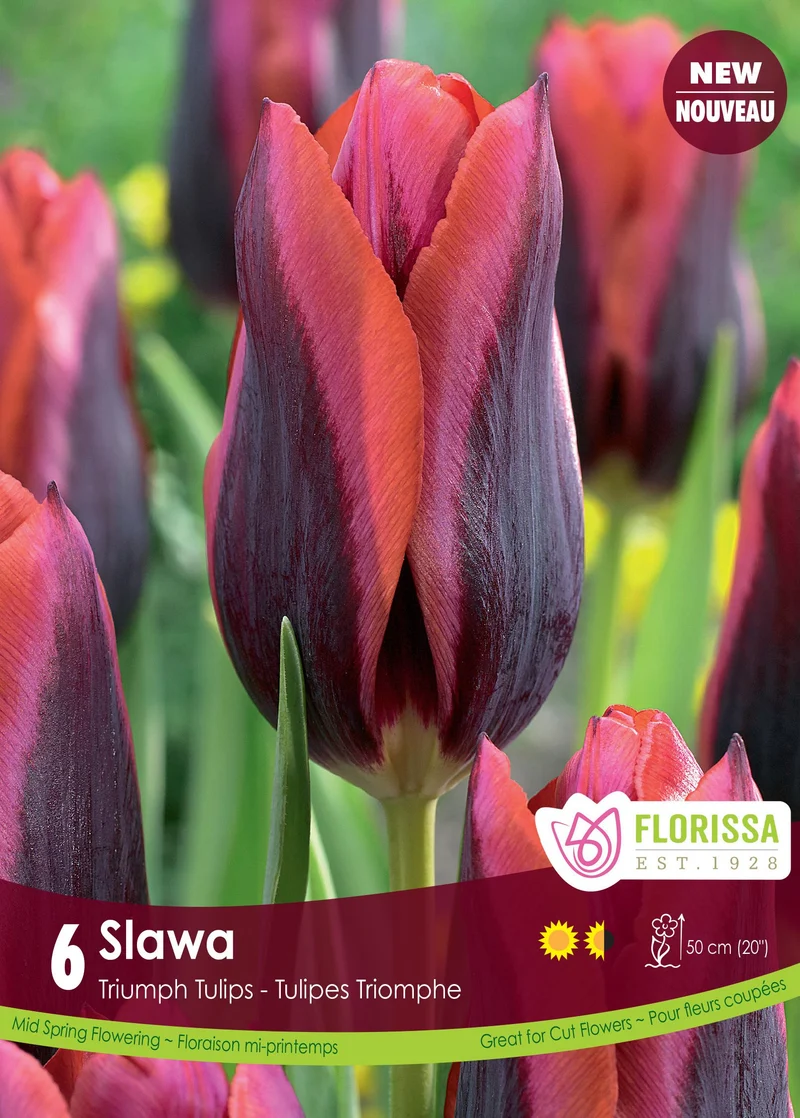 Tulipe Slawa ( Tulipa )