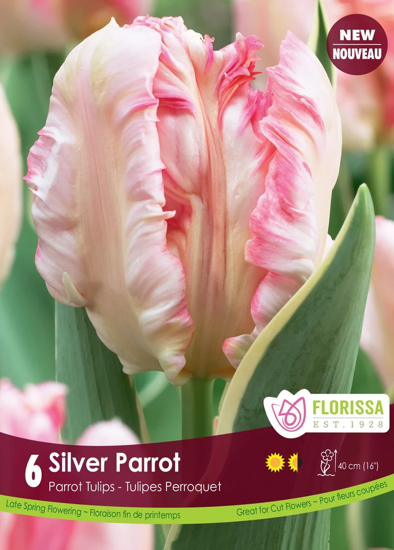 Tulipe Silver Parrot ( Tulipa )