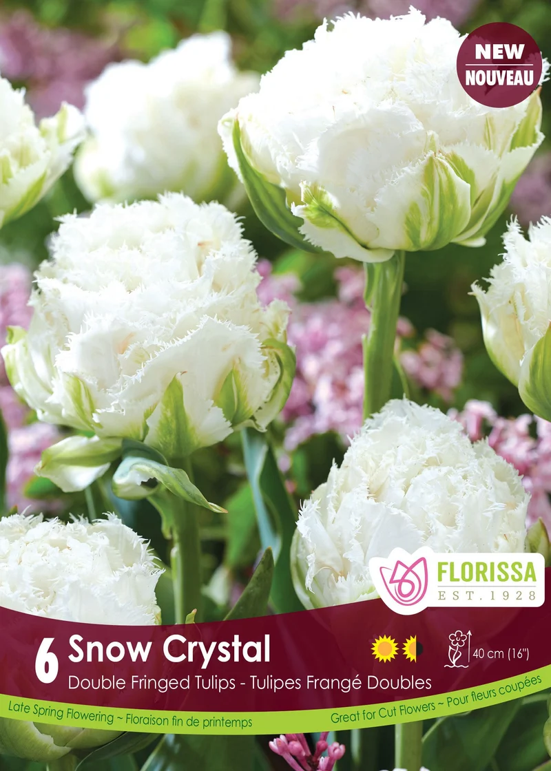Tulipe Snow Crystal ( Tulipa )