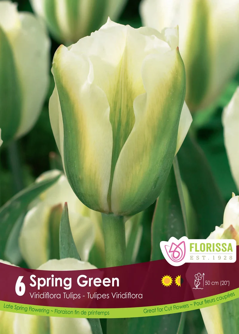 Tulipe Spring Green ( Tulipa )