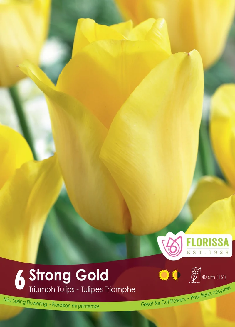 Tulipe Strong Gold ( Tulipa )