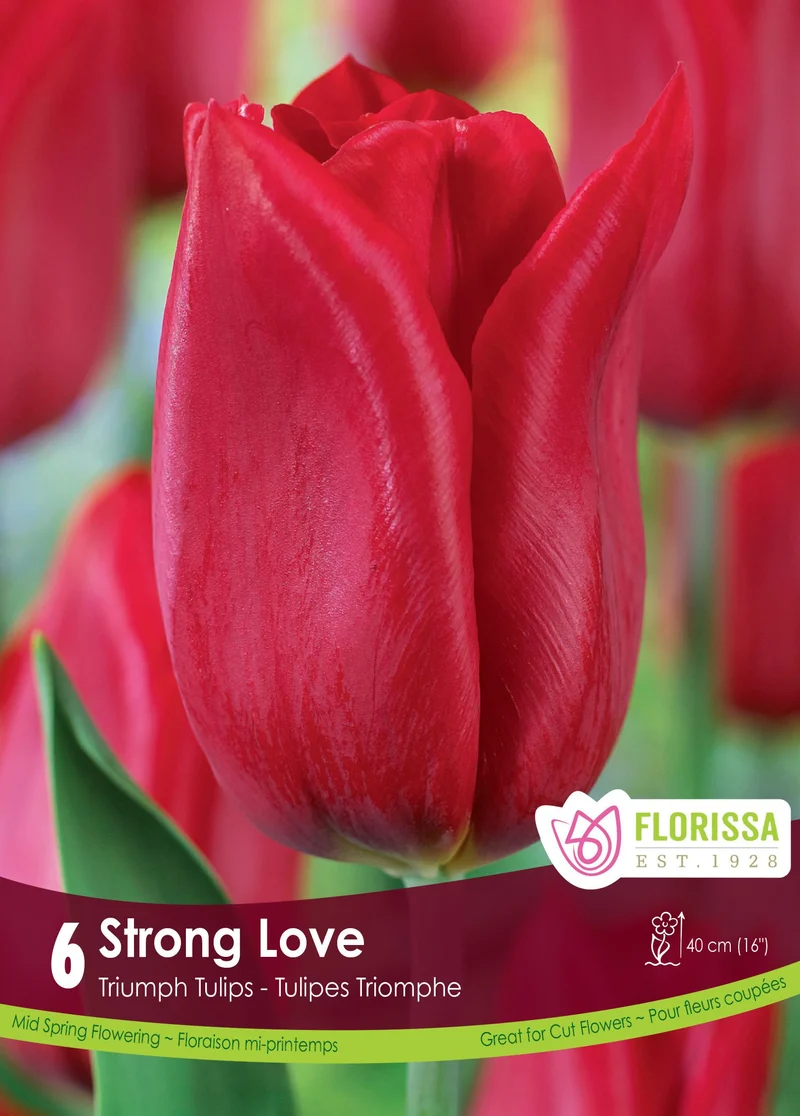 Tulipe Strong Love ( Tulipa )
