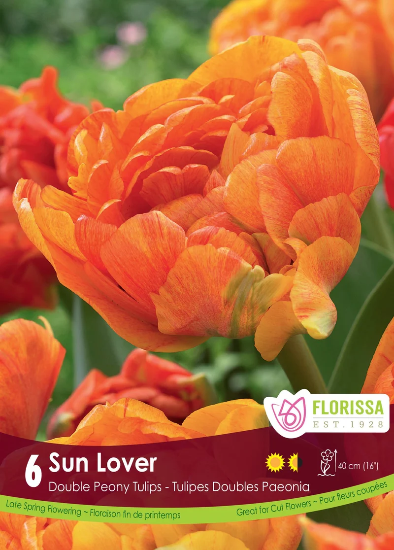 Tulipe Sun Lover ( Tulipa )