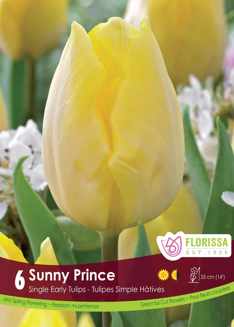 Tulipe Sunny Prince ( Tulipa )
