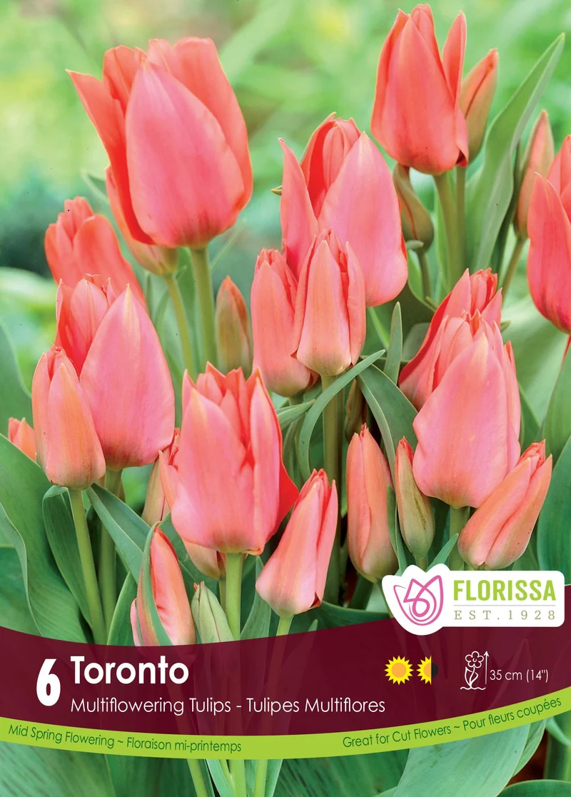 Tulipe Toronto ( Tulipa )