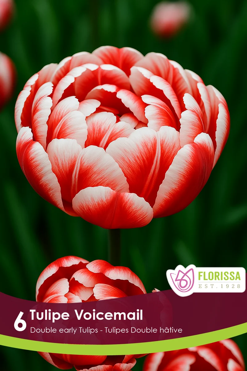 Tulipe Voicemail ( Tulipa )