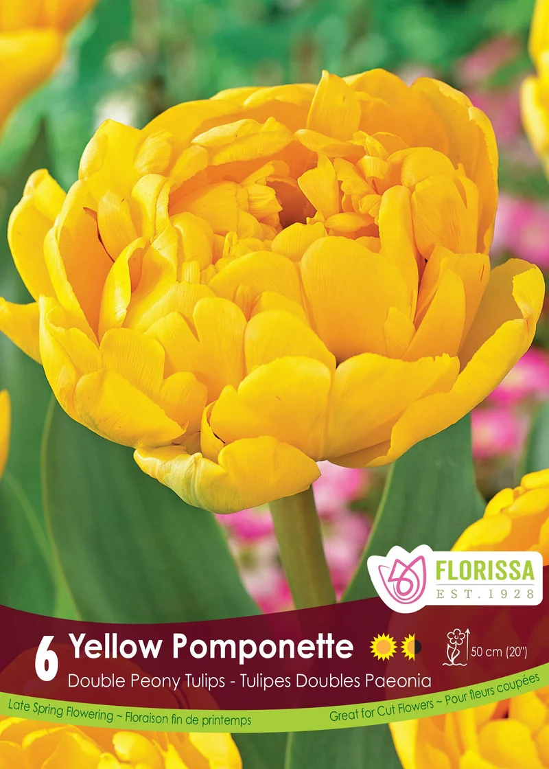 Tulipe Yellow Pomponette ( Tulipa )