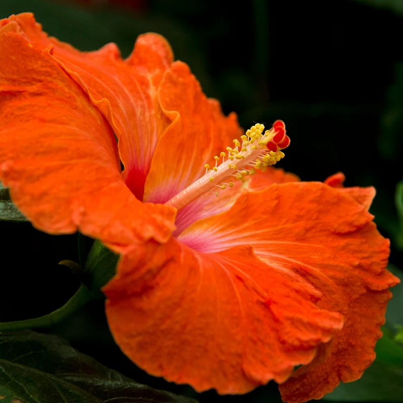 Hibiscus hollywood