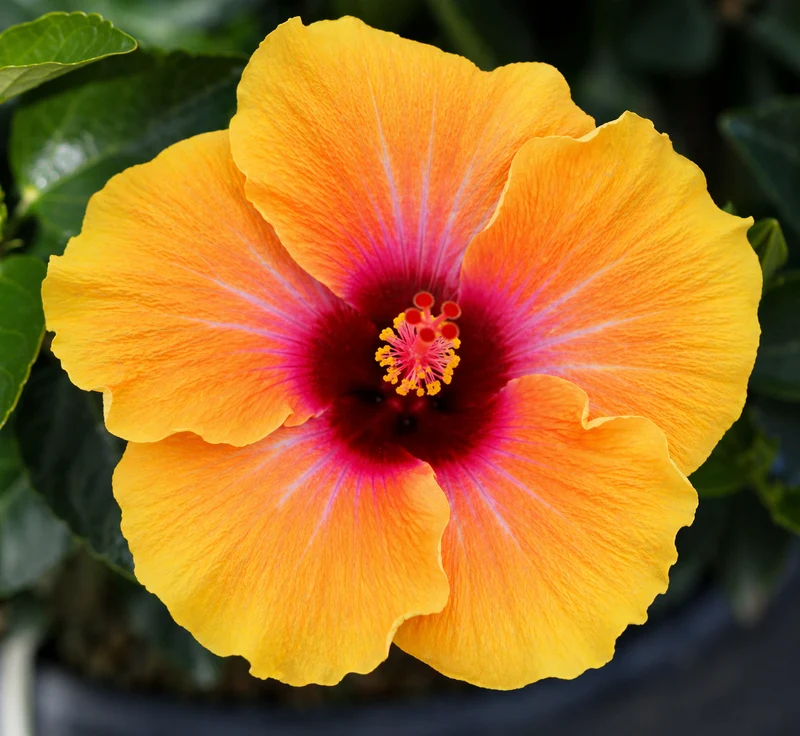 Hibiscus hollywood