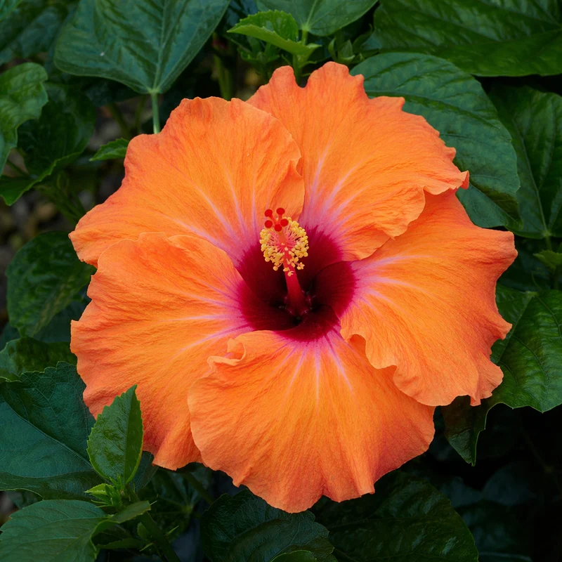 Hibiscus hollywood