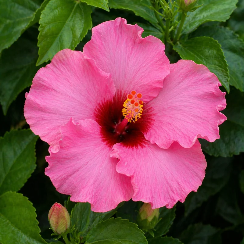 Hibiscus hollywood