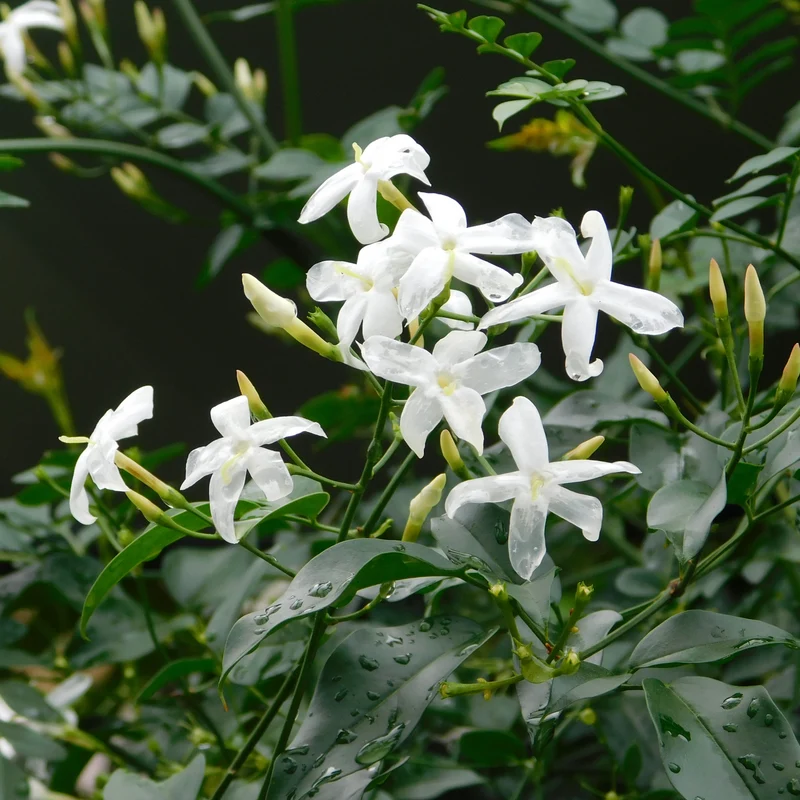 Jasmin officinalis