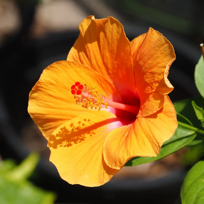 Hibiscus buisson