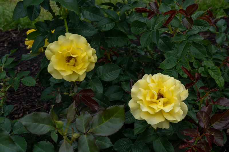 Rosier floribunda ‘Sparkle & Shine’ ( Rosa ‘Sparkle & Shine’)