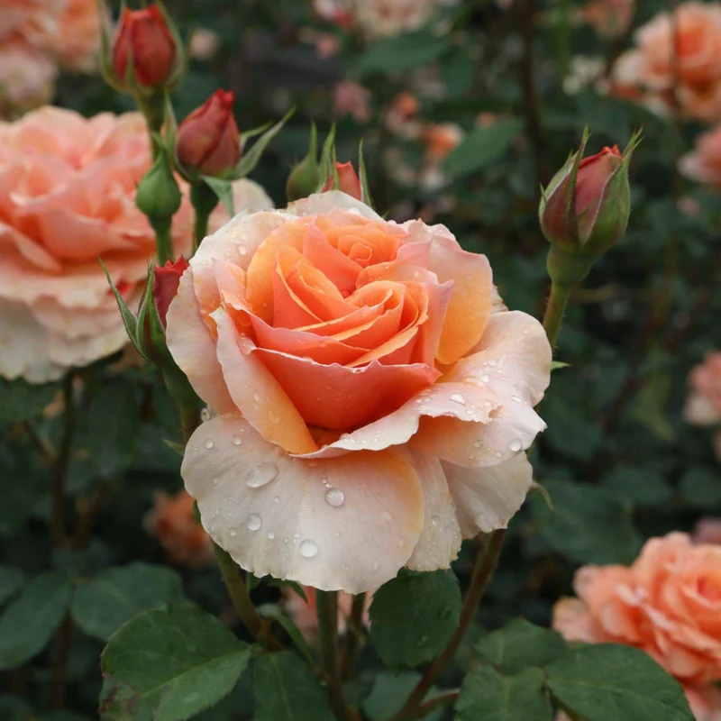 Rosier floribunda ‘Soul Sister Sunbelt’ ( Rosa ‘Soul Sister Sunbelt’)