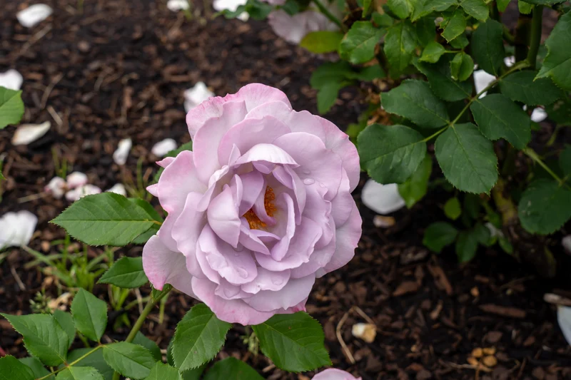 Rosier floribunda ‘Silver Lining’ ( Rosa ‘Silver Lining’)