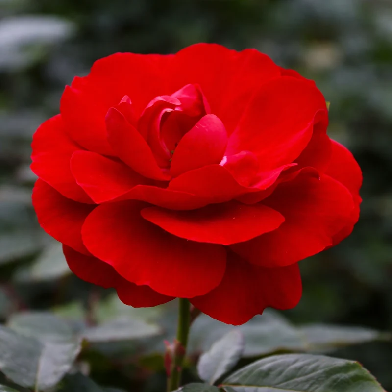 Rosier floribunda ‘Showbiz’ ( Rosa ‘Showbiz’)