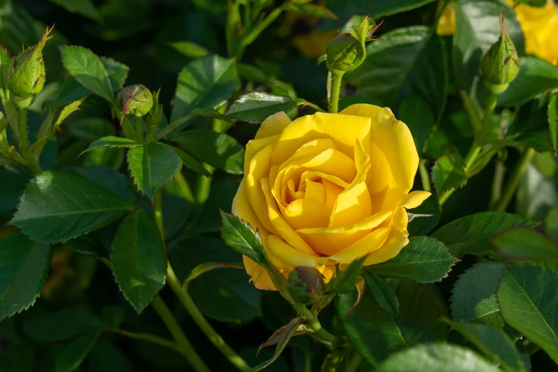 Rosier floribunda ‘Shockwave’ ( Rosa ‘Shockwave’)