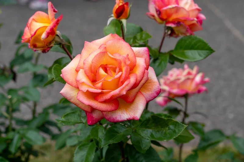 Rosier floribunda ‘Sheila's Perfume’ ( Rosa ‘Sheila's Perfume’)