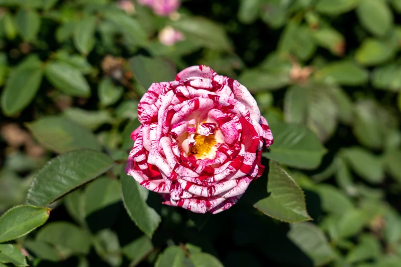 Rosier floribunda ‘Scentimental’ ( Rosa ‘Scentimental’)