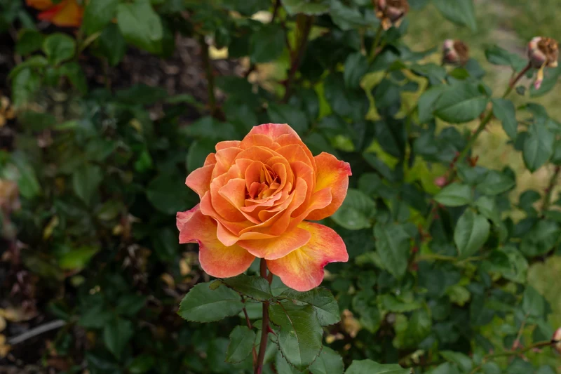 Rosier floribunda ‘Rosie the Riveter’ ( Rosa ‘Rosie the Riveter’)