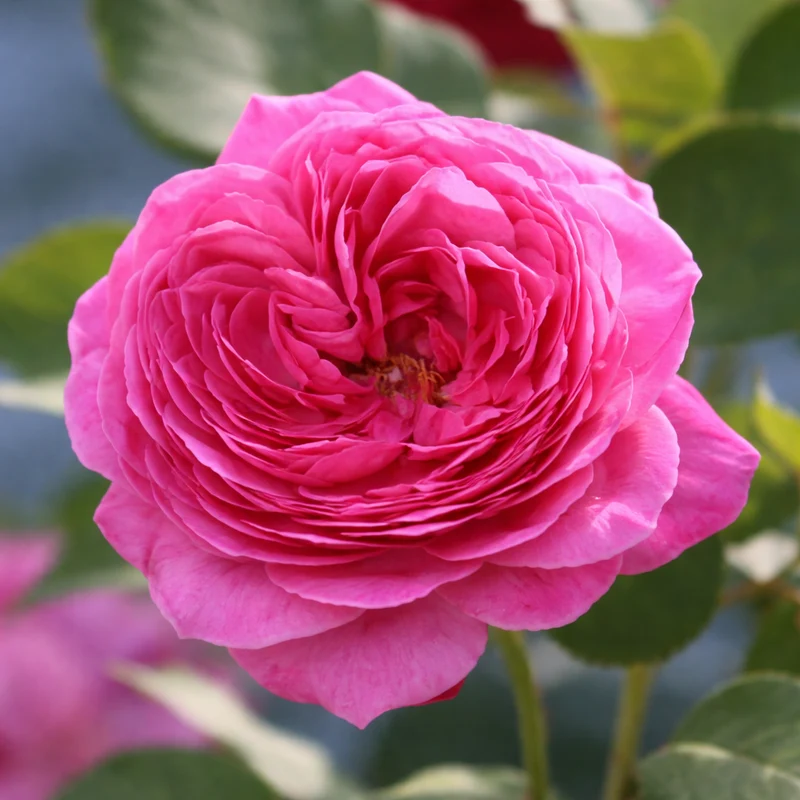Rosier floribunda ‘Queen of Elegance’ ( Rosa ‘Queen of Elegance’)