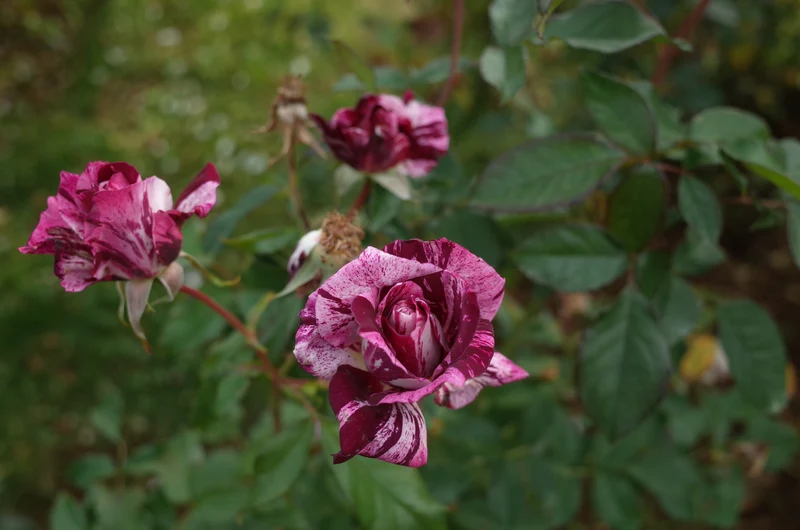 Rosier floribunda ‘Purple Tiger’ ( Rosa ‘Purple Tiger’)