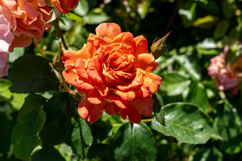 Rosier floribunda ‘Pumpkin Patch’ ( Rosa ‘Pumpkin Patch’)