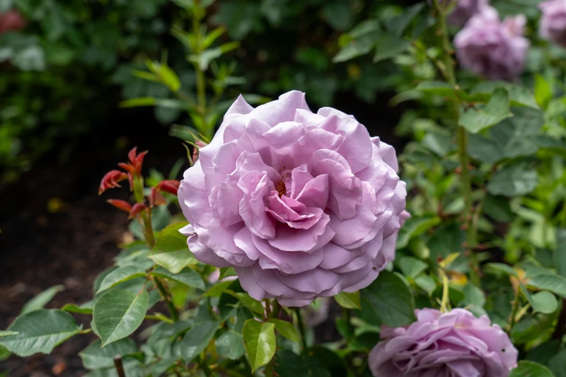 Rosier floribunda ‘Love Song’ ( Rosa ‘Love Song’)