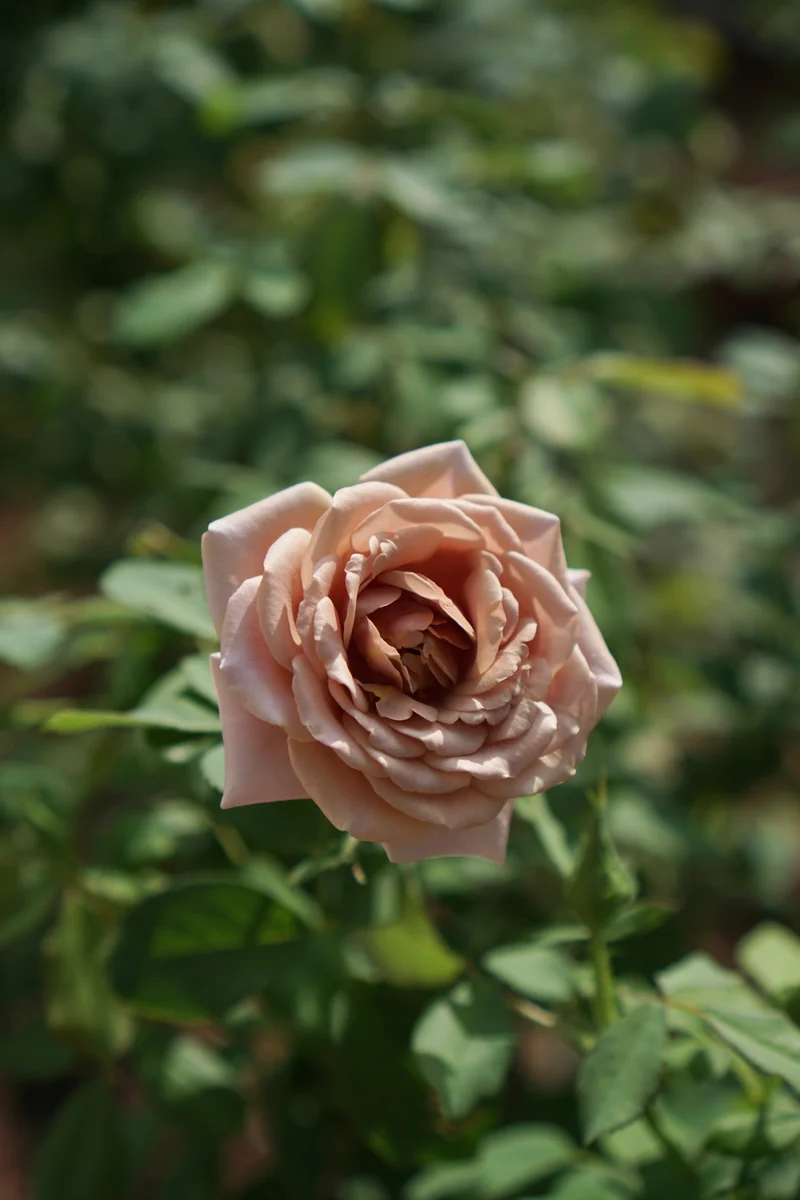 Rosier floribunda ‘Koko Loko’ ( Rosa ‘Koko Loko’)