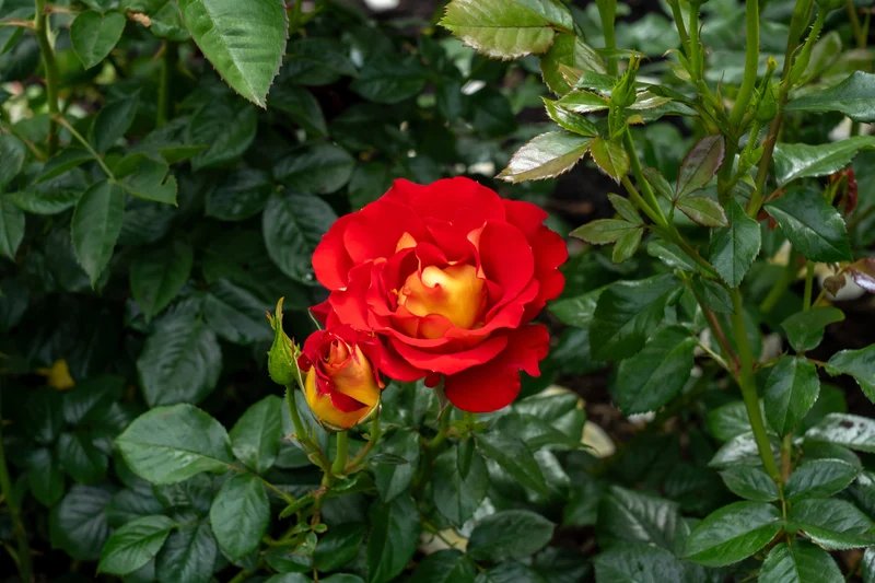 Rosier floribunda ‘Ketchup & Mustard’ ( Rosa ‘Ketchup & Mustard’)